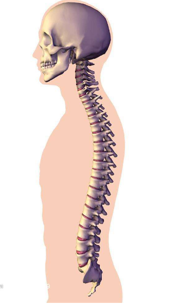 超声澳门 威尼斯游戏平台厂家详述脊柱骨骼破坏的症状